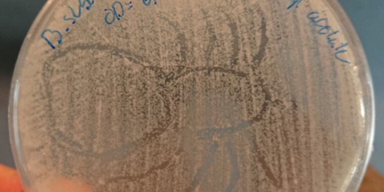 Myth, busted: Spider silk might not have antibiotic properties after all