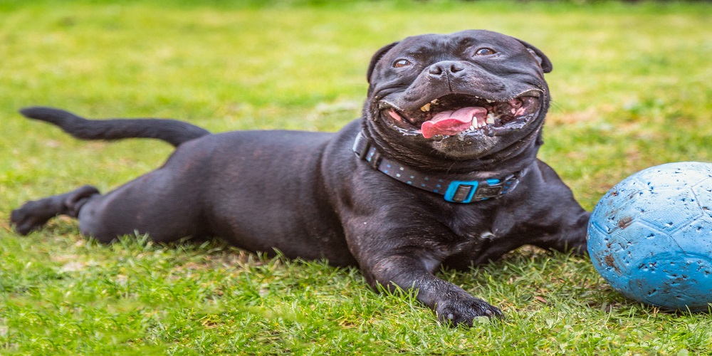 Here’s what you should know about the types of pet feeders